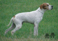 Pedigree DIESEL DEL NOCINO Pedigree DIESEL DEL NOCINO
